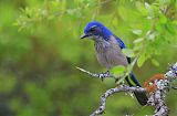 Woodhouse's Scrub-Jay